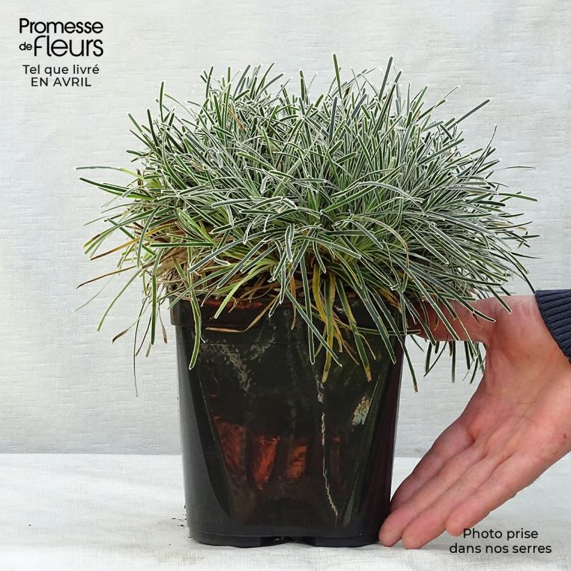 Exemplaar van Ficinia truncata Ice Crystal - Woestijnzegge Pot van 2 l/3 l zoals geleverd in de lente