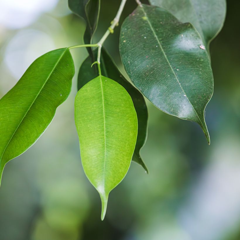 Ficus benjamina Exotica - Treurvijg (Blad)