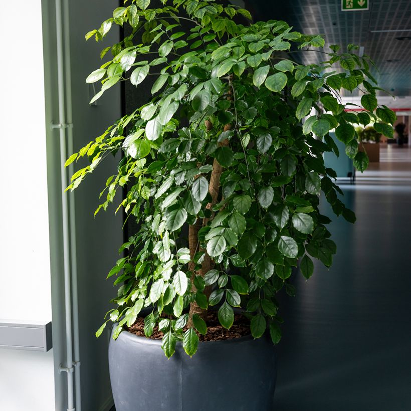 Ficus benjamina Exotica - Treurvijg (Groeiplaats)