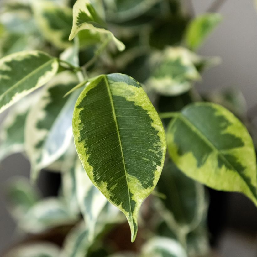 Ficus benjamina Golden King - Treurvijg (Blad)