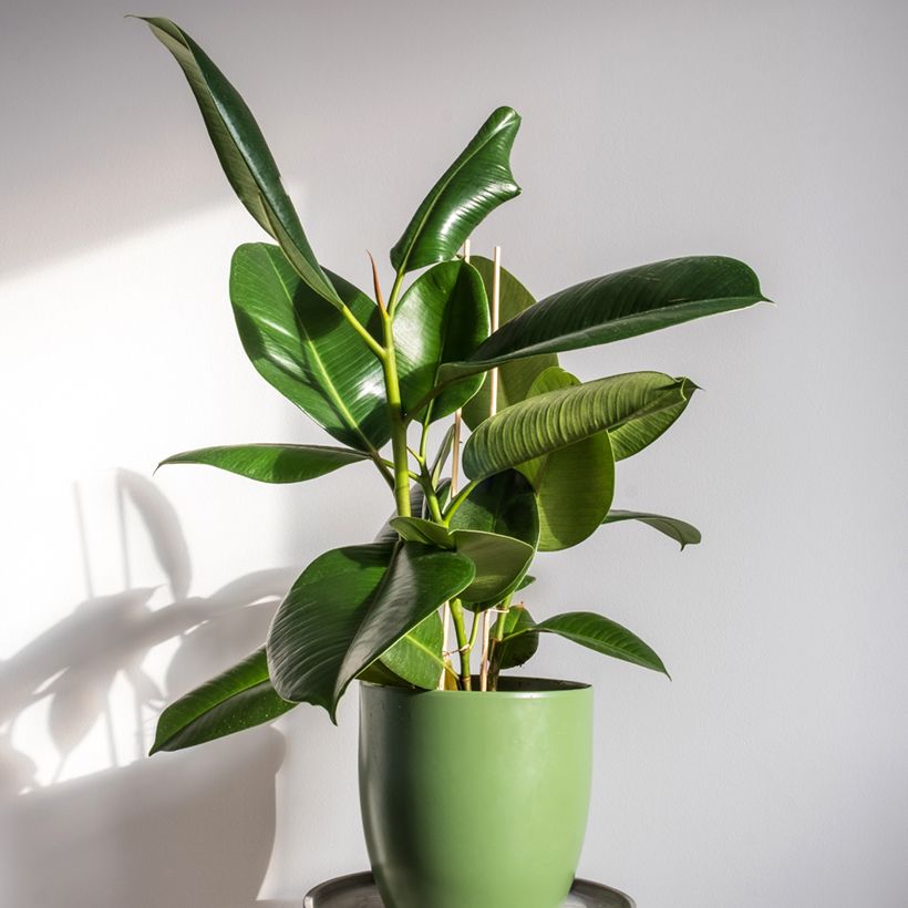 Ficus elastica Robusta - Rubberplant (Groeiplaats)