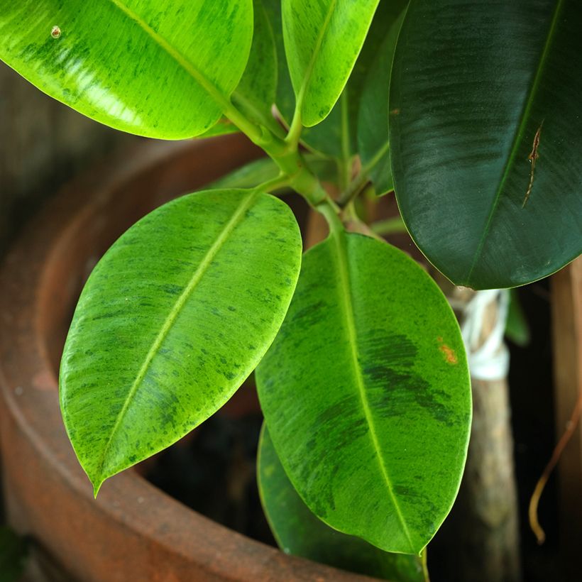 Ficus elastica Shivereana - Rubberplant (Blad)
