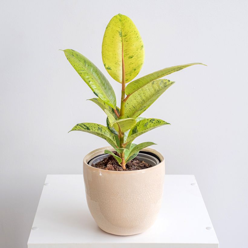 Ficus elastica Shivereana - Rubberplant (Groeiplaats)