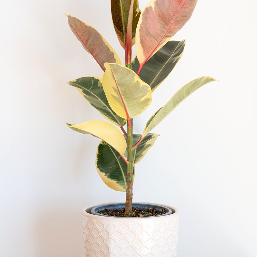 Ficus elastica Tineke - Rubberplant (Groeiplaats)