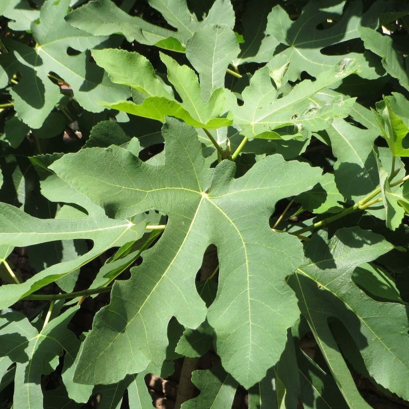 Vijgenboom Gustissimo Perretta - Ficus carica (Foliage)