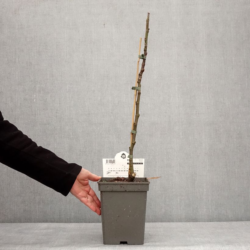 Exemplaar van Vijgenboom Ice Crystal Pot van 4 l/5 l, Onderstam zoals geleverd in de winter