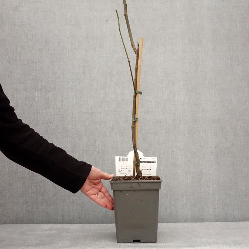 Exemplaar van Vijgenboom Brown Turkey Pot van 4 l/5 l, Onderstam zoals geleverd in de winter