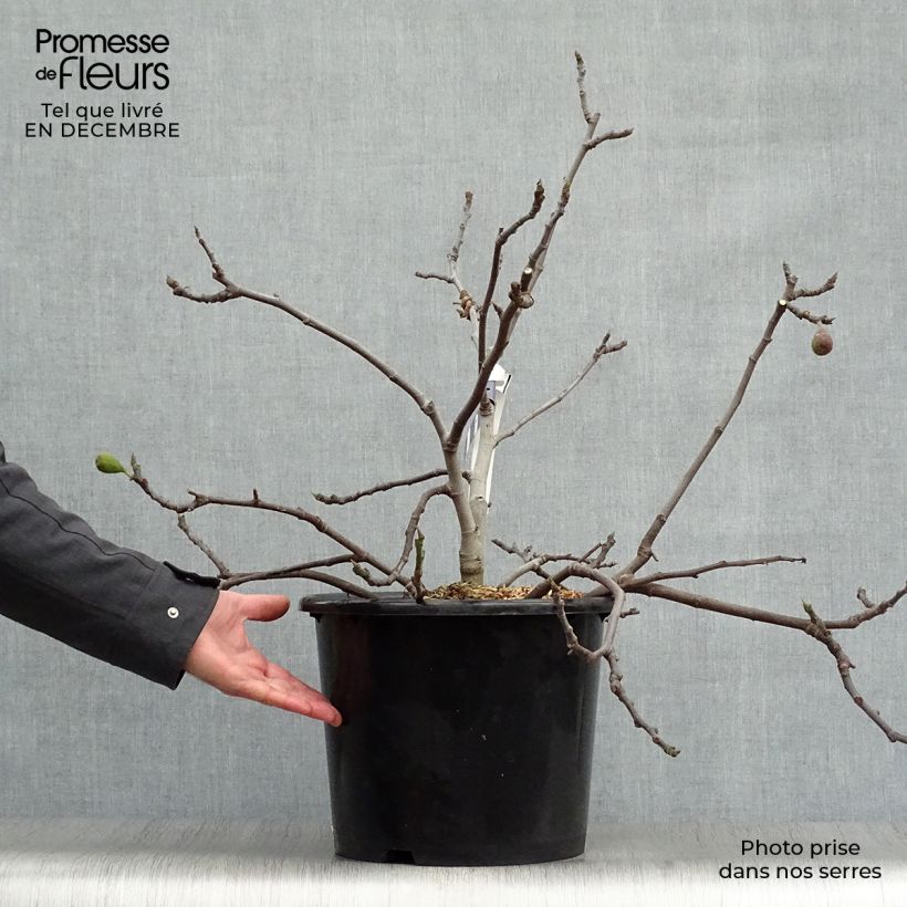 Exemplaar van Dwergvijgenboom Figality Pot van 7,5 l/10 l, Struik zoals geleverd in de winter