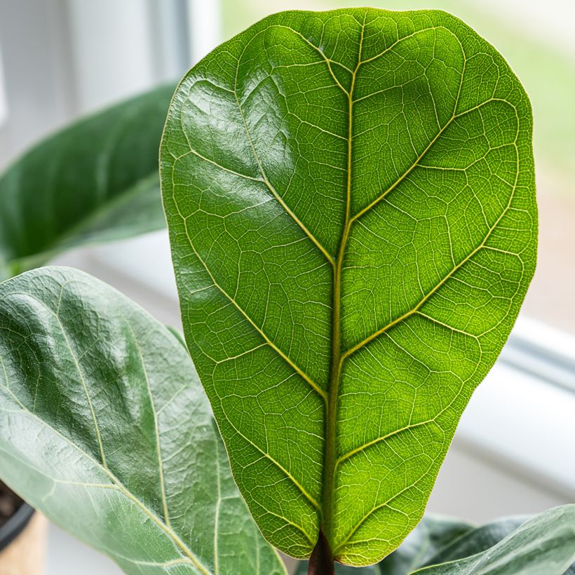 Ficus lyrata - Vioolbladplant (Blad)