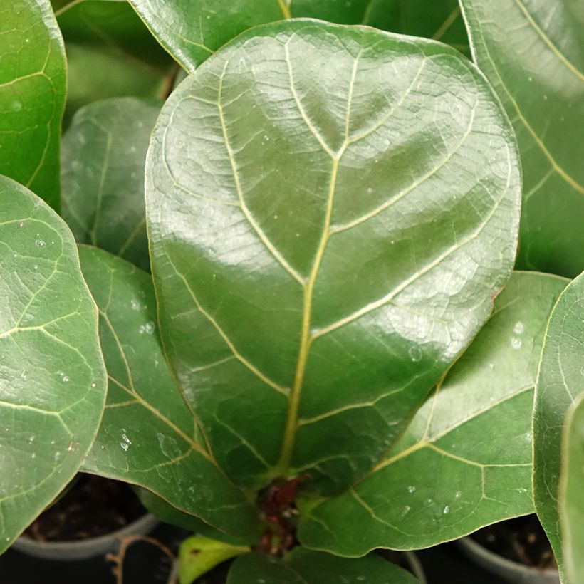 Ficus lyrata - Vioolbladplant (Blad)