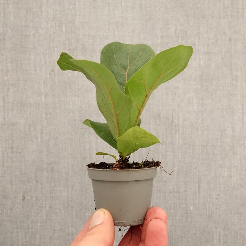 Exemplaar van Ficus lyrata - Vioolbladplant Mini-kamerplanten zoals geleverd in de lente