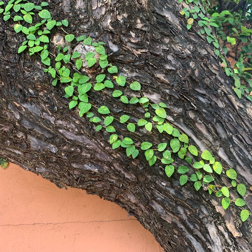 Ficus pumila Arina - Klimvijg (Groeiplaats)