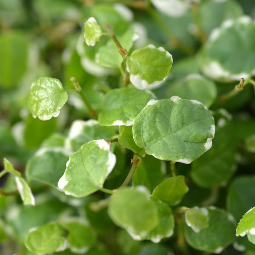 Ficus pumila Bellus - Klimvijg (Blad)