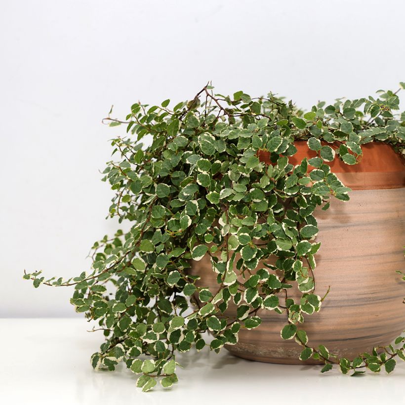 Ficus pumila Bellus - Klimvijg (Groeiplaats)