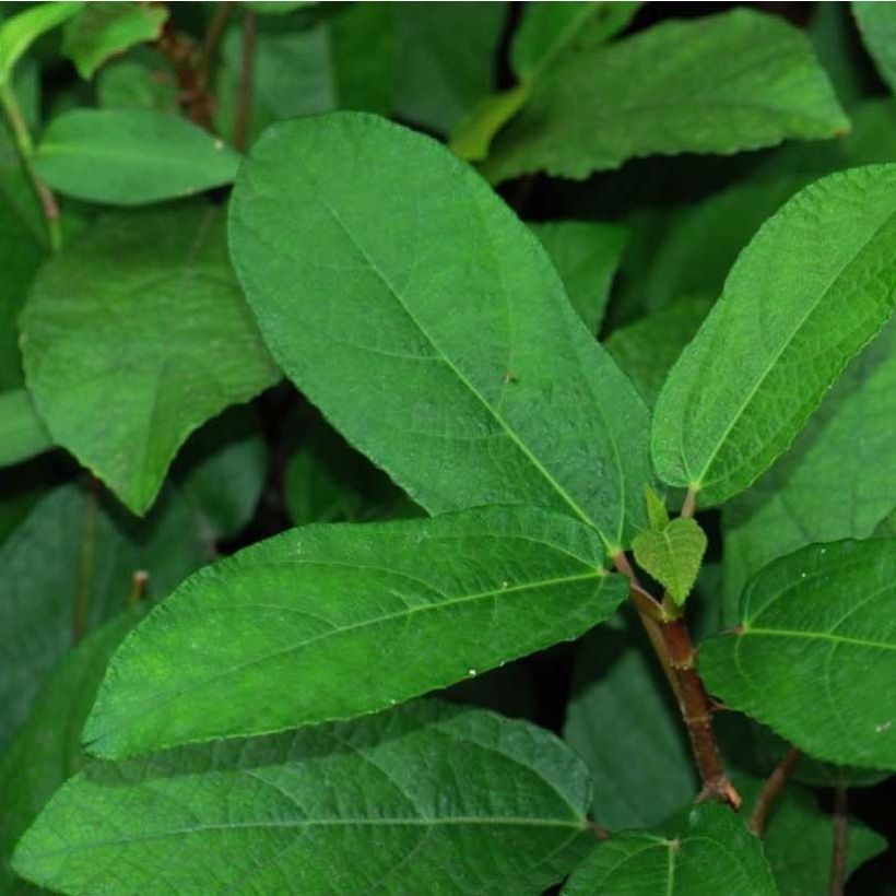 Ficus tikoua - Vijgeboom (Foliage)