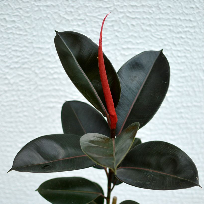 Ficus Burgundy - Rubberplant (Blad)