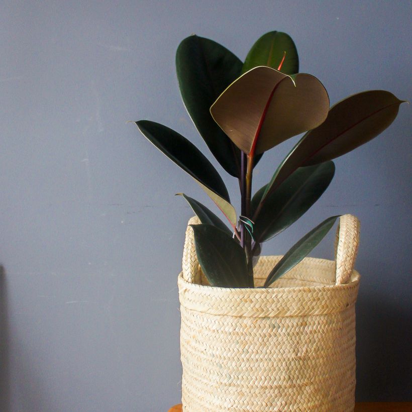 Ficus Burgundy - Rubberplant (Groeiplaats)