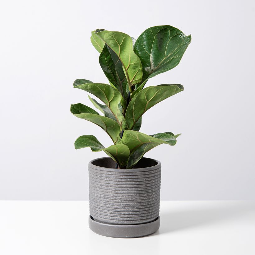 Ficus lyrata Tibaco Bambino - Vioolbladplant (Groeiplaats)