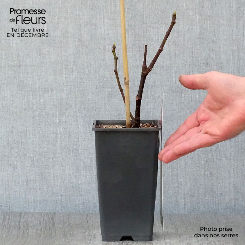 Exemplaar van Vijgenboom Brown Turkey Pot van 1,5 l/2 l zoals geleverd in de winter