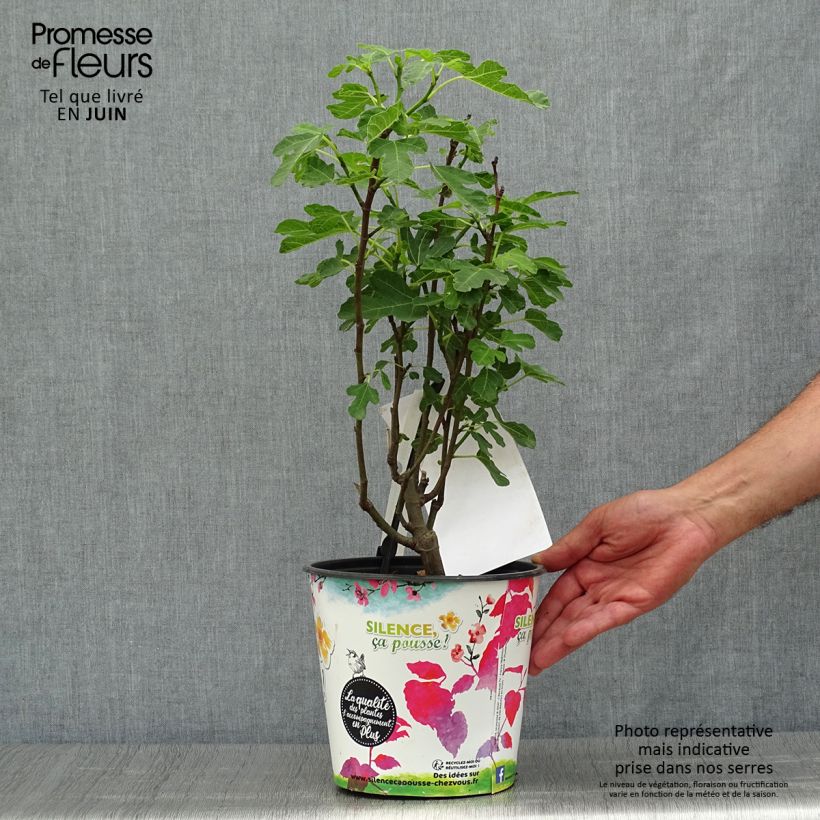 Exemplaar van Vijgenboom Brown Turkey Pot van 4 l/5 l, Onderstam zoals geleverd in de zomer