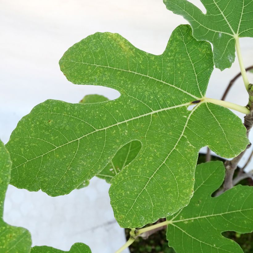 Vijgenboom Portogallo (Blad)