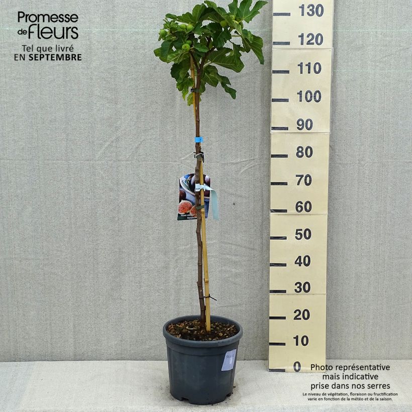 Exemplaar van Vijgenboom Grise de Tarascon Pot van 12 l/15 l, Half-hoge stam zoals geleverd in de zomer