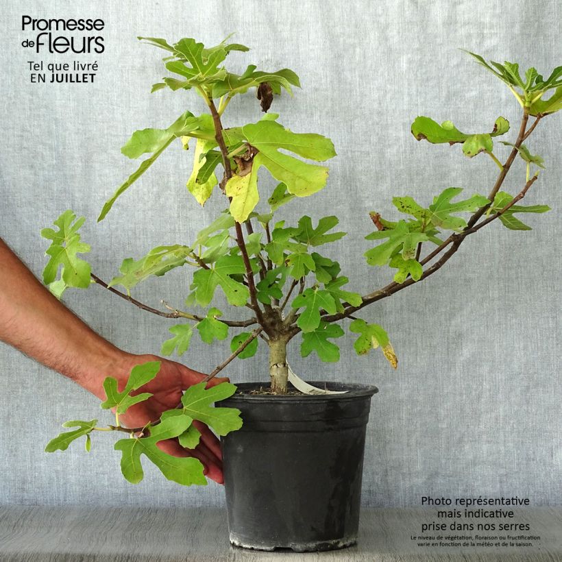 Exemplaar van Vijgenboom Osborn's Prolific Pot van 4 l/5 l zoals geleverd in de zomer