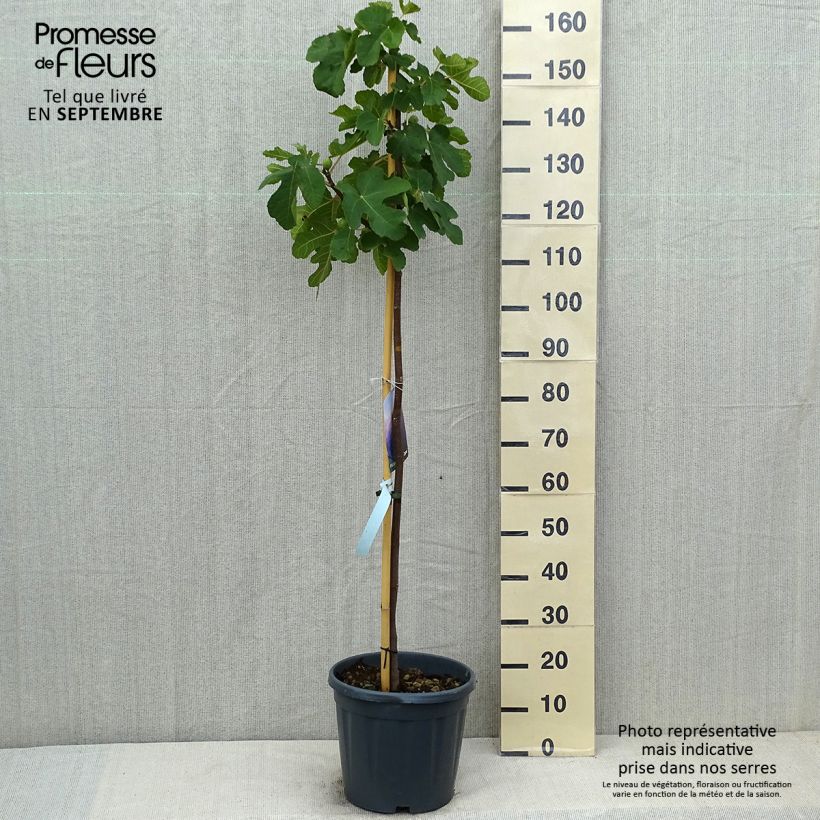 Exemplaar van Vijgenboom Sultane Pot van 12 l/15 l, Half-hoge stam zoals geleverd in de zomer