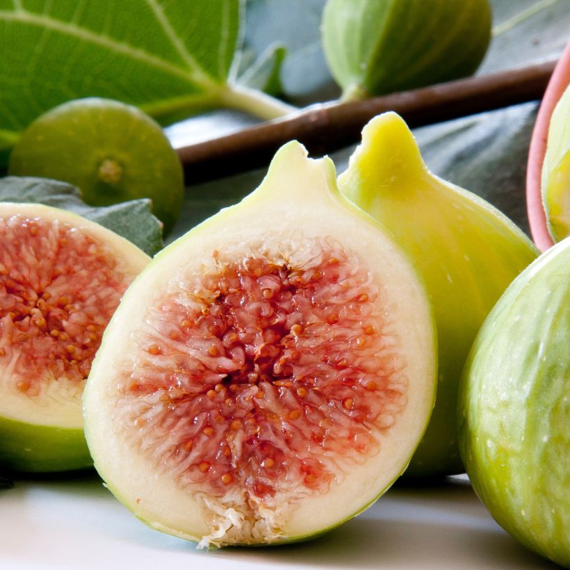 Vijgenboom Gentile Bianco (Oogst)