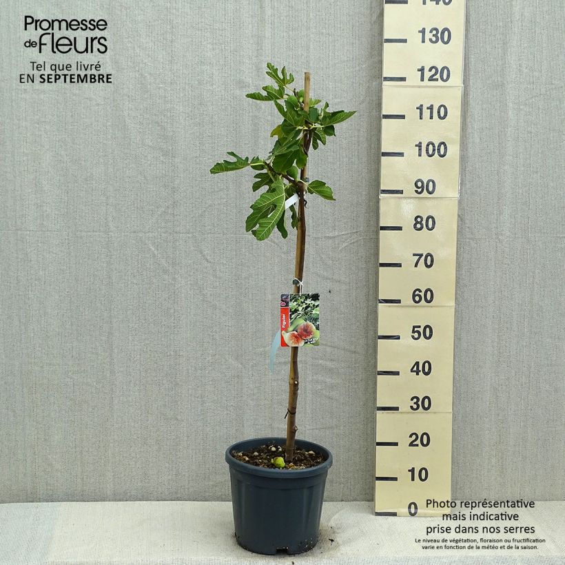Exemplaar van Vijgenboom Goutte d'Or Pot van 7,5 l/10 l, Half-hoge stam zoals geleverd in de zomer