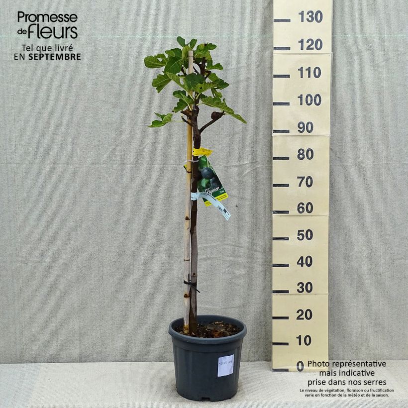 Exemplaar van Vijgenboom Grisette Pot van 12 l/15 l, Half-hoge stam zoals geleverd in de zomer