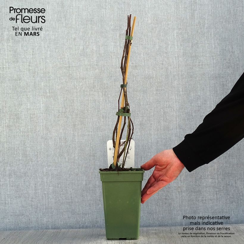 Example of Figuier Gustissimo Perretta - Ficus carica Pot van 2 l/3 l, Struik as you get in hiver