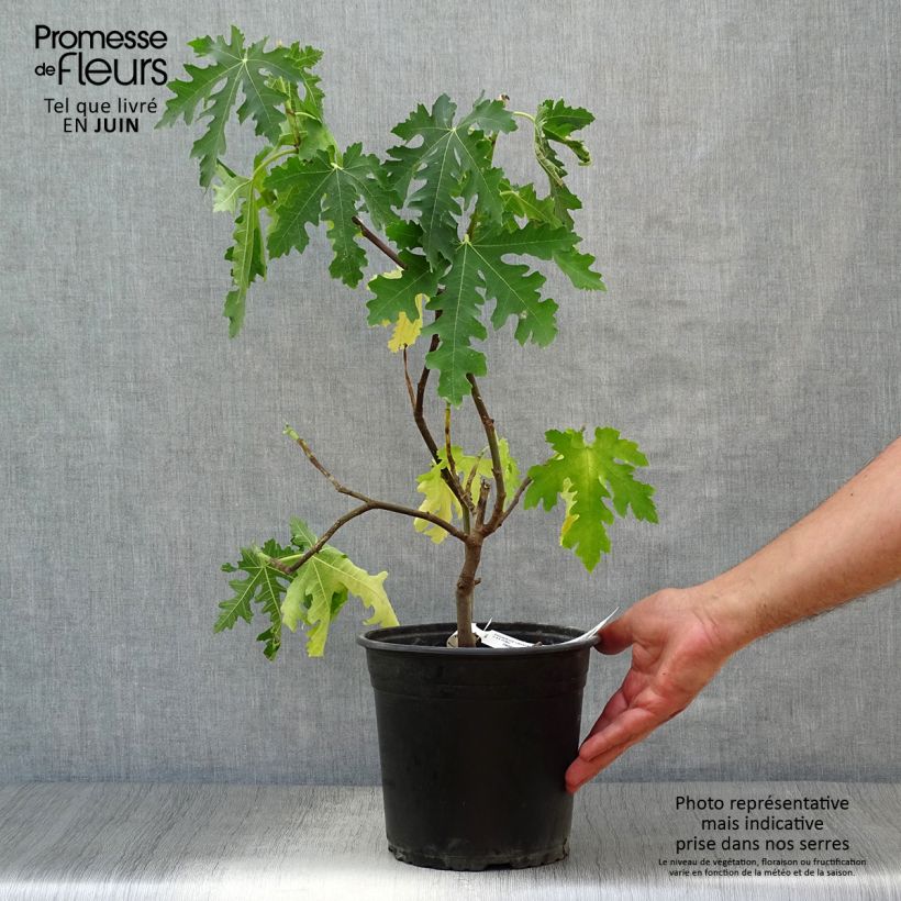 Exemplaar van Vijgenboom Ice Crystal Pot van 4 l/5 l, Onderstam zoals geleverd in de zomer