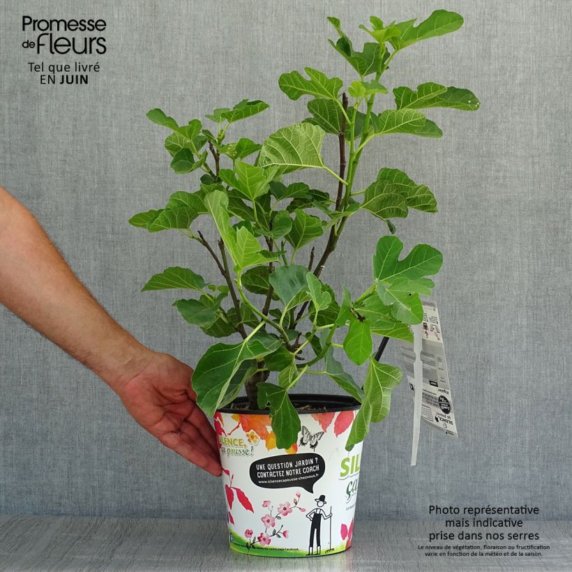 Exemplaar van Vijgenboom Jannot Pot van 4 l/5 l zoals geleverd in de zomer