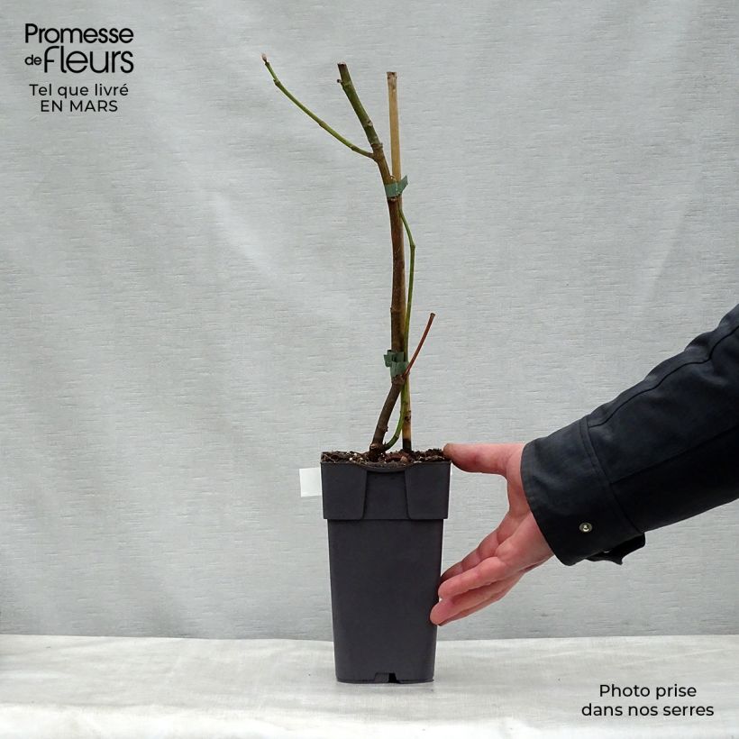 Exemplaar van Vijgenboom Madeleine des Deux Saisons Pot van 2 l/3 l, Onderstam zoals geleverd in de lente