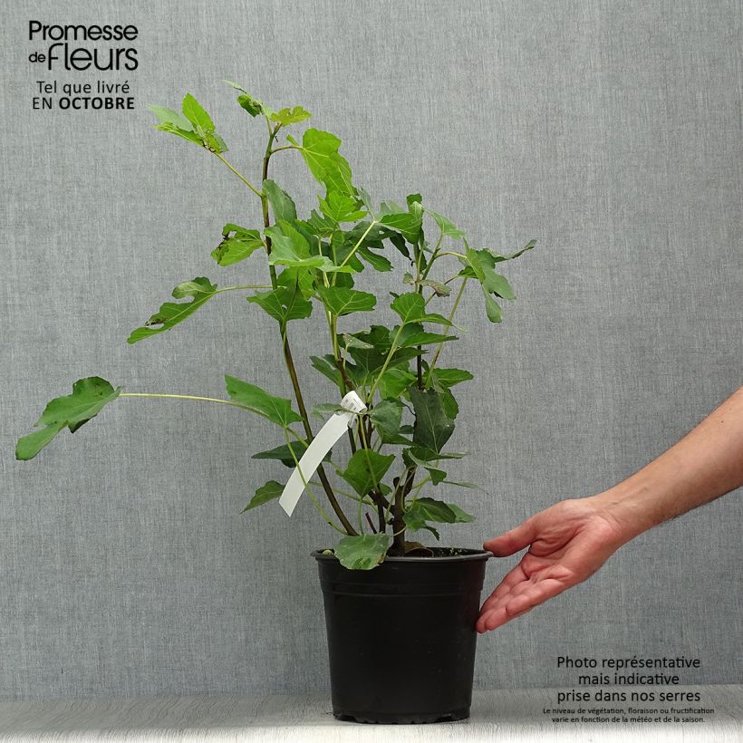 Exemplaar van Vijgenboom Madeleine des Deux Saisons Pot van 4 l/5 l, Struik zoals geleverd in de herfst