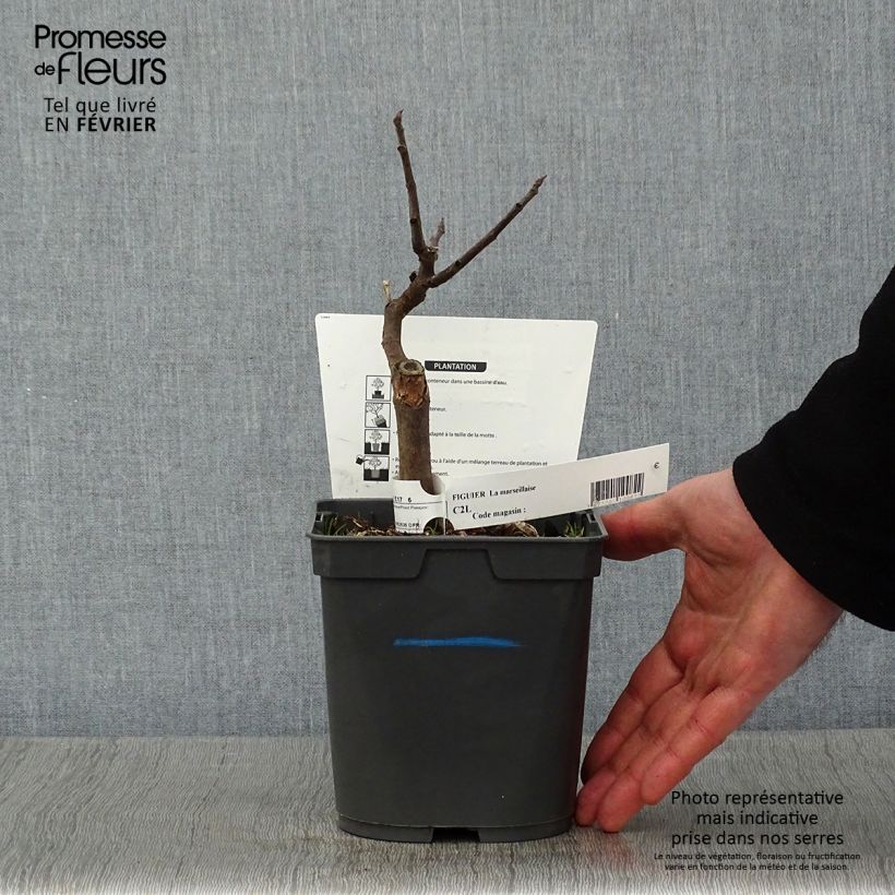 Exemplaar van Vijgenboom Marseillaise Pot van 2 l/3 l zoals geleverd in de winter