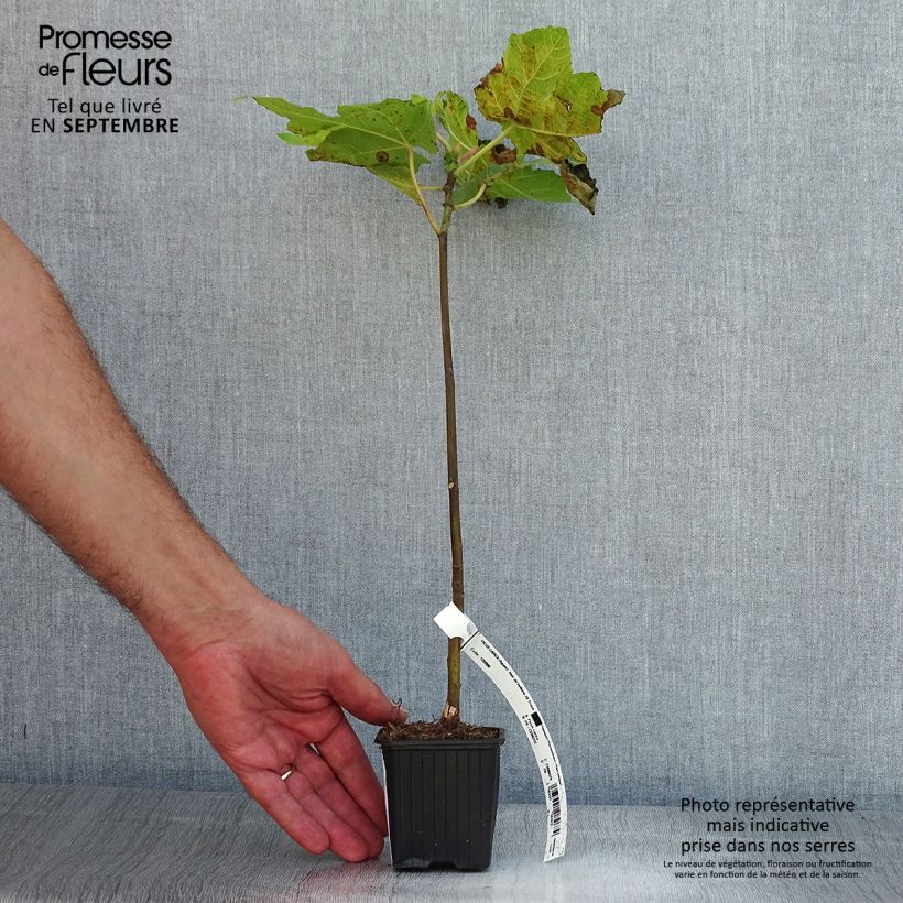 Exemplaar van Figuier Noire de Bellone - Ficus carica Godet de 8/9 cm zoals geleverd in de zomer