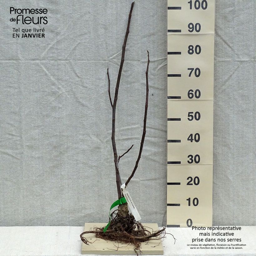 Exemplaar van Vijgenboom Noire de Caromb BIO Naakte wortel zoals geleverd in de winter