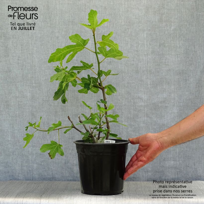 Exemplaar van Vijgenboom Noire de Caromb Pot van 4 l/5 l, Struik zoals geleverd in de zomer