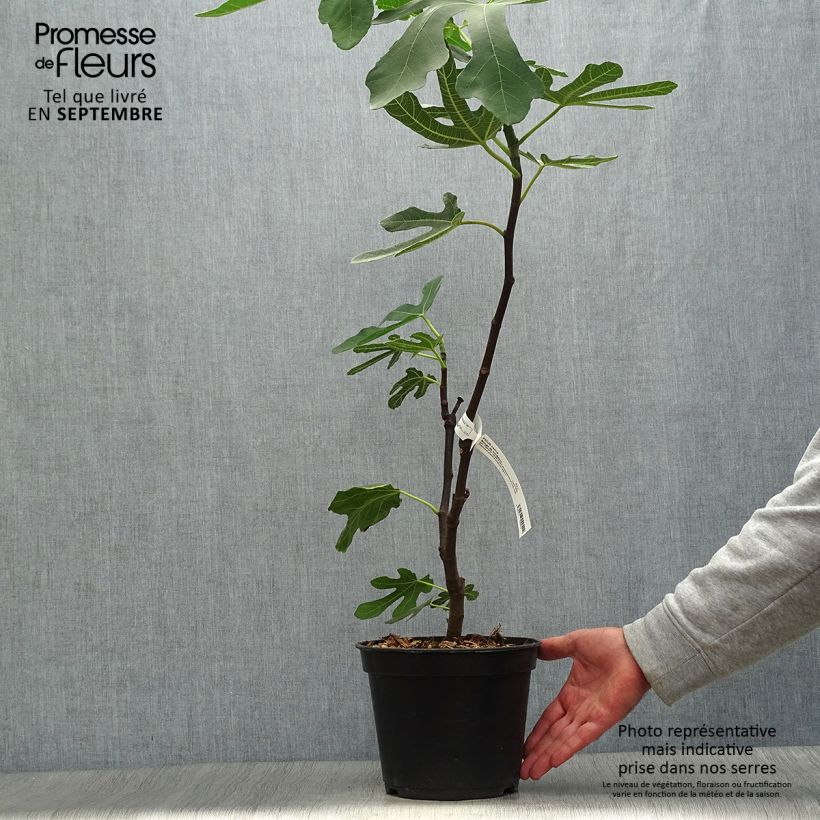 Exemplaar van Vijgenboom Panachée Pot van 3 l/4 l, Struik zoals geleverd in de herfst