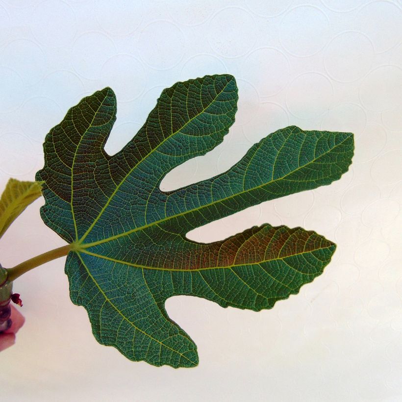 Vijgenboom Rouge de Bordeaux (Blad)