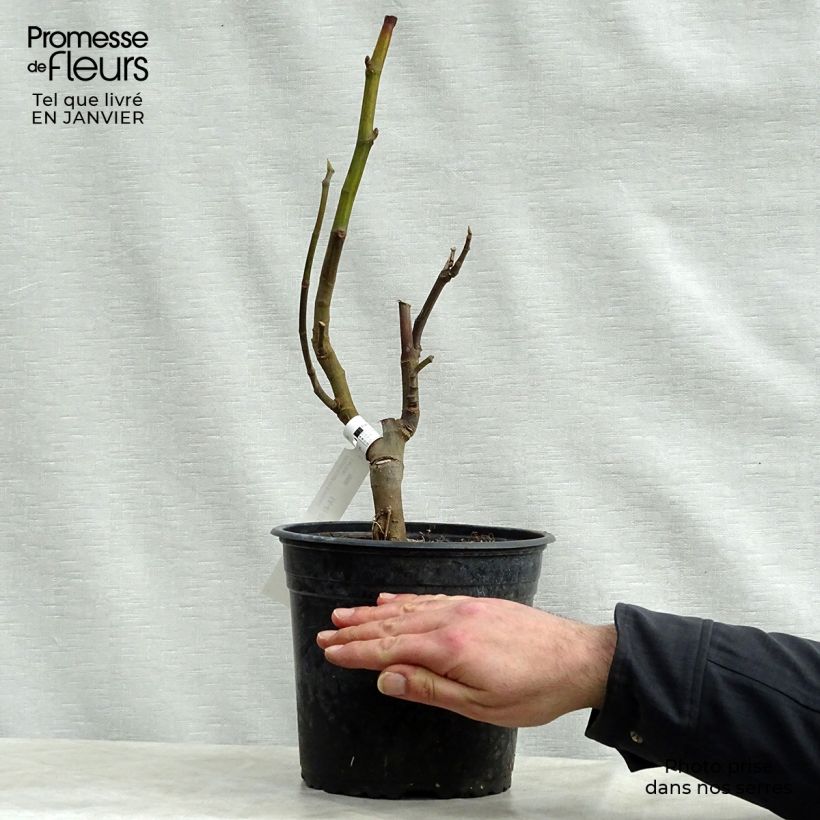 Exemplaar van Vijgenboom Rouge de Bordeaux Pot van 4 l/5 l, Struik zoals geleverd in de winter