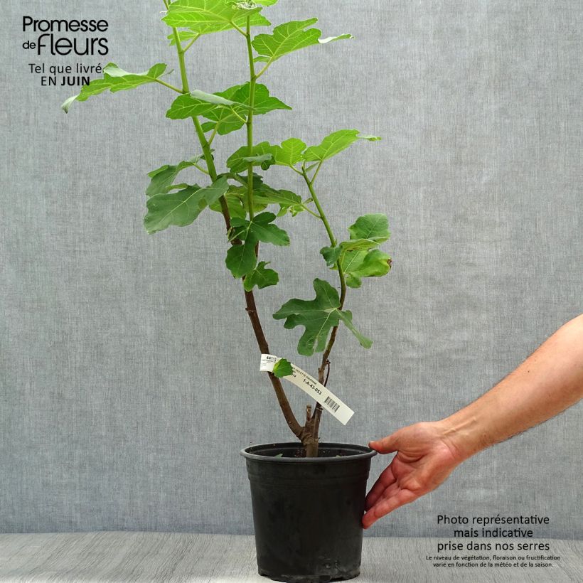 Exemplaar van Vijgenboom Violette Dauphine Pot van 2 l/3 l, Struik zoals geleverd in de zomer