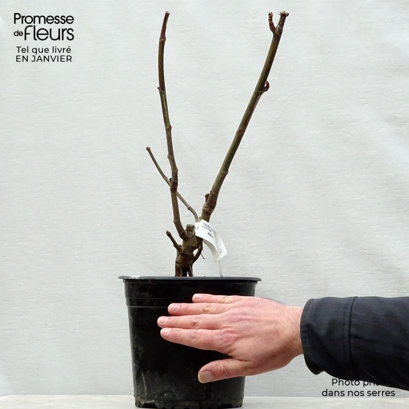 Exemplaar van Vijgenboom Violette Dauphine Pot van 2 l/3 l, Struik zoals geleverd in de winter