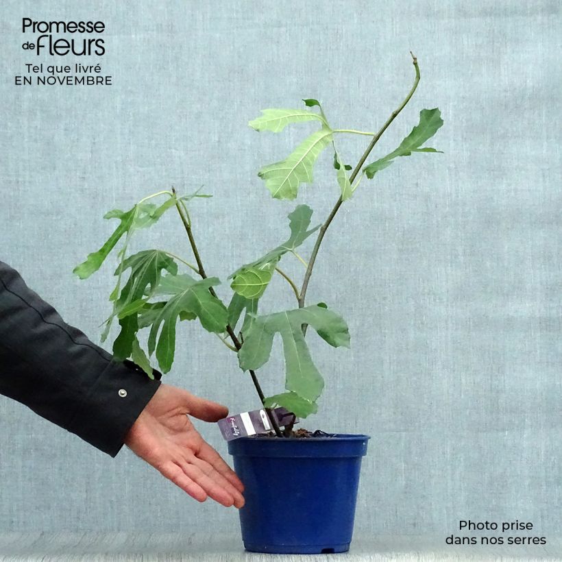 Exemplaar van Dwergvijgenboom Figality Pot van 2 l/3 l, Struik zoals geleverd in de herfst
