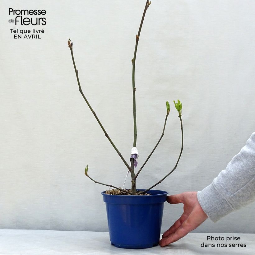 Exemplaar van Dwergvijgenboom Figality Pot van 2 l/3 l, Struik zoals geleverd in de lente