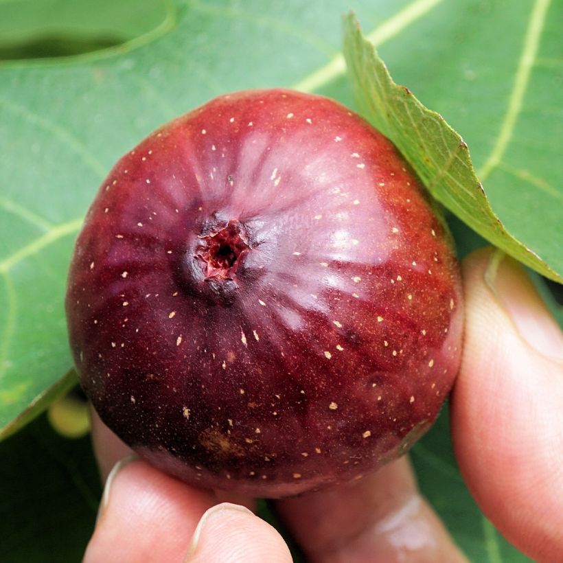 Vijgenboom Violette Dauphine - Ficus carica (Oogst)