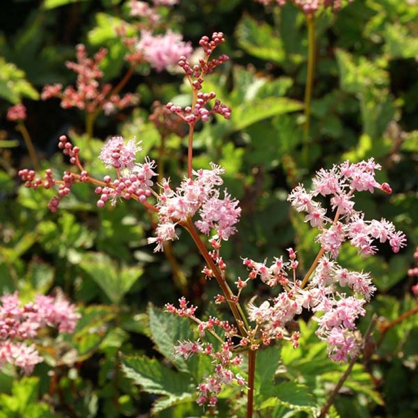 Filipendula Kahome - Moerasspirea (Flowering)