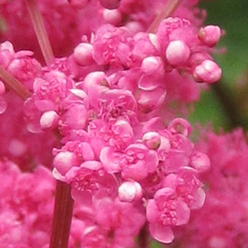 Filipendula purpurea - Moerasspirea (Bloei)
